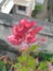 Red velvet Celosia flower