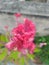 Red velvet Celosia flower