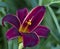 Red Velvet Daylily With Green Background