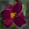 Red Velvet Daylily With Green Background