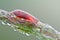 Red velvet mite on green leaf in waterdrop