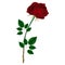 Red velvet rose with leaves on a white background.