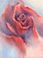 Red velvet rose watercolor