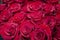 Red velvet roses are a luxurious romantic bouquet