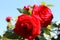 Red velvet roses in the sun.  Green leaves.  Blue sky.