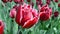 red velvet tulip heap closeup on the wind in sunny day, seasonal breeze windy environment,