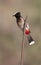 Red-vented bulbul