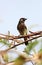 Red-vented bulbul