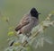 Red-vented Bulbul