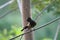 Red vented bulbul