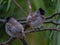 Red Vented Bulbul in Asia during Monsoon on Trees