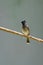 Red-vented bulbul bird perch on a stick