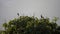 Red-vented Bulbul Bird Pycnonotus cafer Sitting on Tree Branch