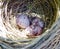 Red-vented bulbul eggs in her nest.
