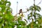 A red-vented bulbul, an exotically bird, is sitting on a twig