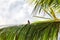 A red-vented bulbul, an exotically bird, is sitting on a twig