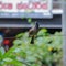 Red-Vented Bulbul: Graceful Beauty in Feathered Splendor