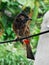 Red-vented Bulbul, Indian birds, bird images, red bird, beautiful bird