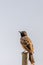 Red Vented Bulbul perched