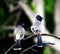 Red-vented bulbul perched on branch