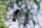 Red vented bulbul perching on a sandal tree.