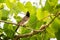 Red vented bulbul perching on a tree with bright green leaves