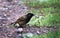 Red-vented bulbul with prey