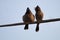 The red-vented bulbul Pycnonotus cafer Couple birds