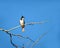 Red vented bulbul sitting on dry tree branch with clear blue sk