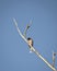 Red vented bulbul sitting on dry tree branch with clear blue sk