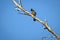 Red vented bulbul sitting on dry tree branch with clear blue sk
