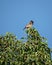 Red vented bulbul sitting on green tree leaves with clear blue sky background