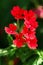 Red Verbena