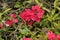 Red Verbena with foliage
