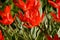 Red vibrant tulipa praestaus flowers in summer sunshine
