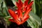 Red vibrant tulipa praestaus flowers in summer sunshine