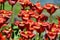 Red vibrant tulipa praestaus flowers in summer sunshine,
