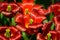 Red vibrant tulipa praestaus flowers in summer sunshine, also know as unicum