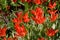 red vibrant tulipa praestaus flowers in summer sunshine, also know as unicum