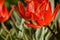Red vibrant tulipa praestaus flowers in summer sunshine, also know as unicum