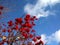 Red viburnum against the blue sky