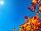 Red viburnum against the blue sky in autumn