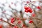 Red viburnum in autumn frosts