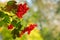 Red Viburnum berries