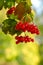 Red Viburnum berries