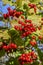 Red viburnum berries on a branch close-up. Harvesting medicinal and useful berries
