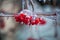 Red viburnum berries frozen by the first frosts in December.