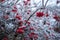 Red viburnum berries frozen by the first frosts in December.