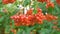 Red Viburnum berries grow on bushes