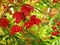 Red Viburnum berries and leaves brilliant colors in fall